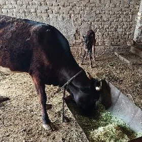 Sygyr göleli