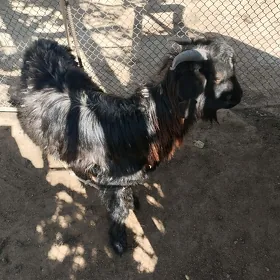 Çebiş