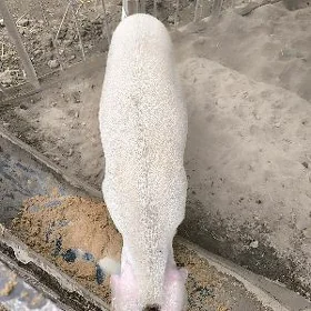 Donuz