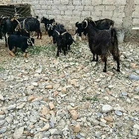 Owlakly geçi