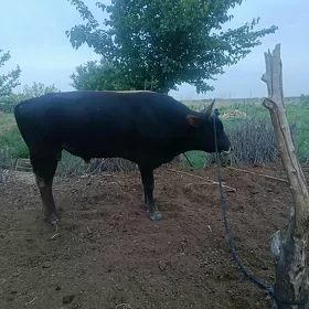 2sany öküz 1gysyr sygyr