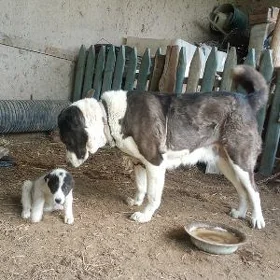 Çopan gujuk