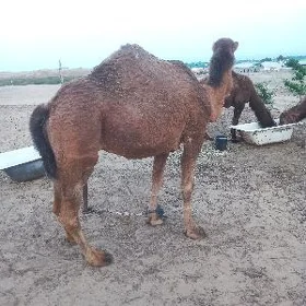 DÜYE