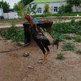 horaz taskent