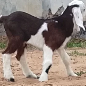 Pakistan
