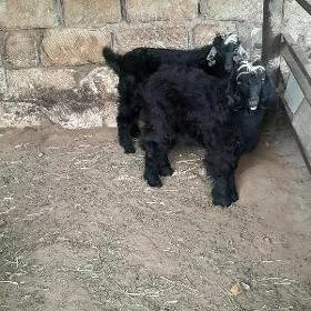 çewis