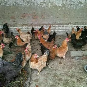 Guzlayjy Towuklar
