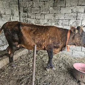Ýaş sygyr