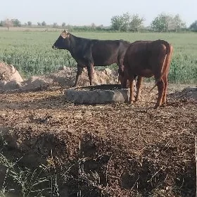 gysyr unajynlar