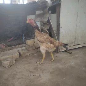 gus