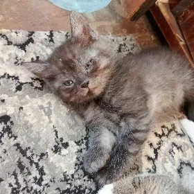 котёнок шотландский вислоухий