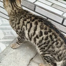 Bengal