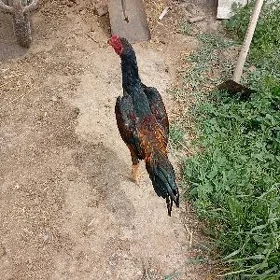 Baysow juje