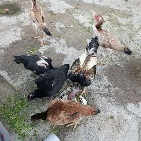 balgar  taşgendin yumurtga