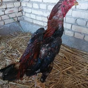 Horoz