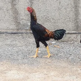 taşkent