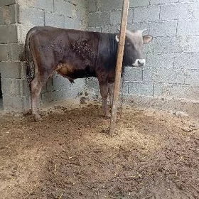 öküz