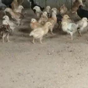 Jüje