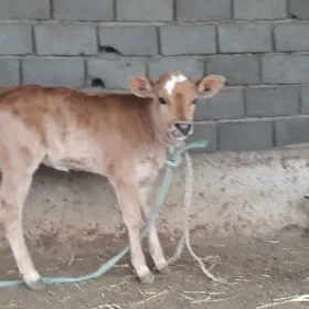 şygr golli