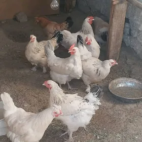 porada tawuk