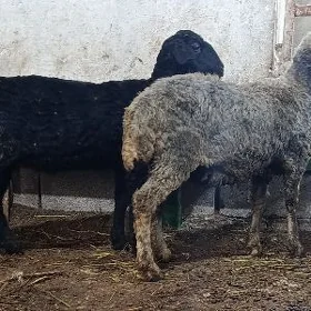 Garaköl işşek 10 sany