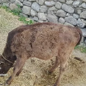 goleli sygyr