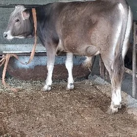 arginal śwes tohum okuz