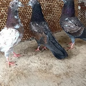 kepderi