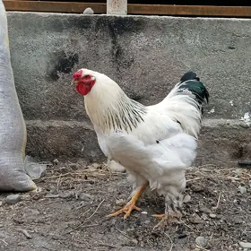 Brama horaz