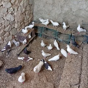 kepderi