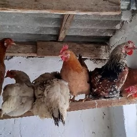 towuklar