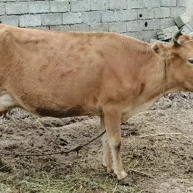 göleli sygyr öküzler