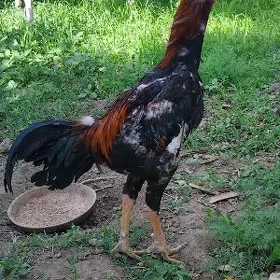 Dekan horaz