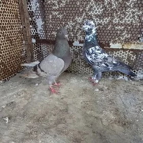 kepderi