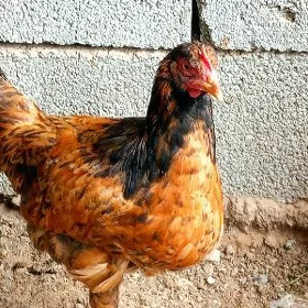 Horaz