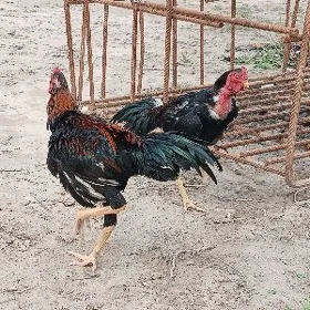horaz