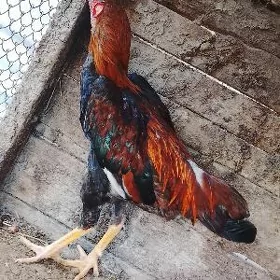 horaz