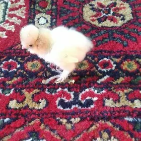 карлик жуже