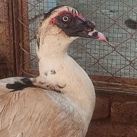 INDAUTKA HORAZ GARA KEKEC