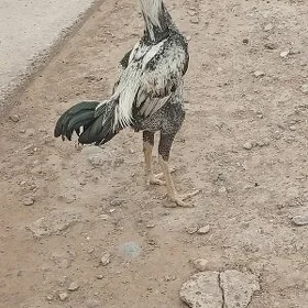bayeş