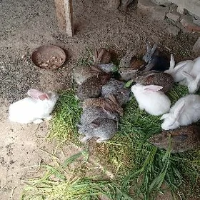 towşan