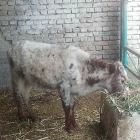 Tuwe