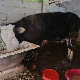 ÖKÜZ