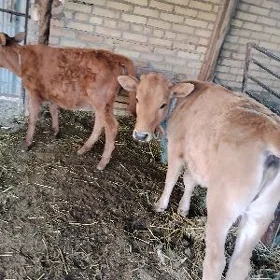 unajyn