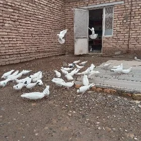 Kepderi