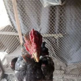 Horaz