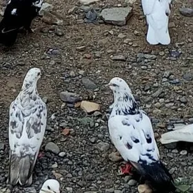 kepderi