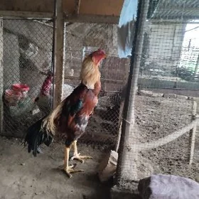 baysok priçe