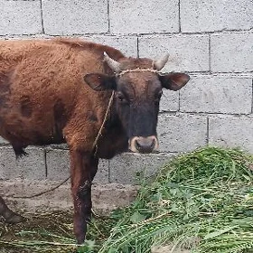 Okuzce