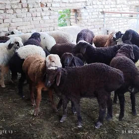 gisar guzular.